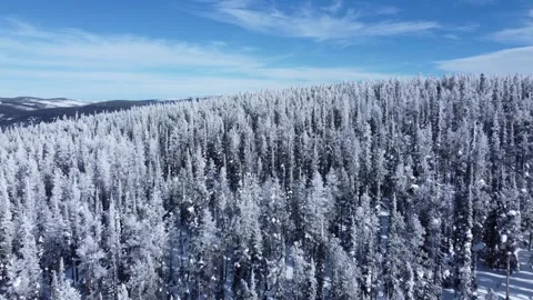 Frost covered pines, fly over Video stock 310576547