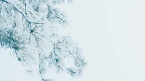 Frost-covered pines in winter forest against the cloudy sky Stock Footage 298178099