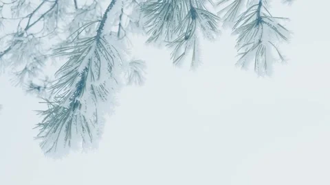 Frost-covered pines in winter forest against the cloudy sky Stock-Footage 298178145