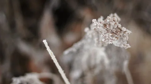 Frost Covered Plant Stock Footage 43349779