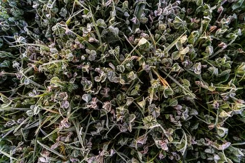 Frost covered plants from above Stock Photos