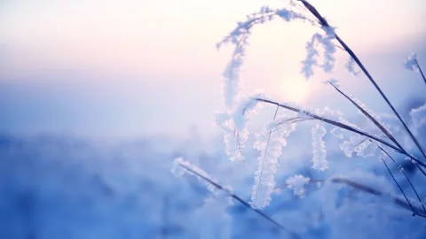 Frost-covered plants in winter forest at foggy sunrise. Video stock 253810429
