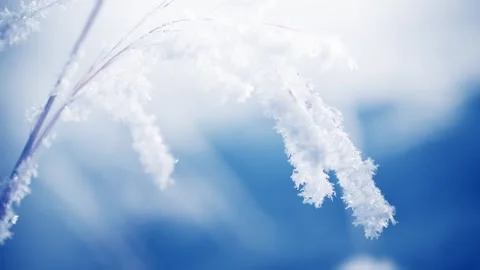 Frost-covered plants in winter forest at foggy sunrise. Video stock 253810433