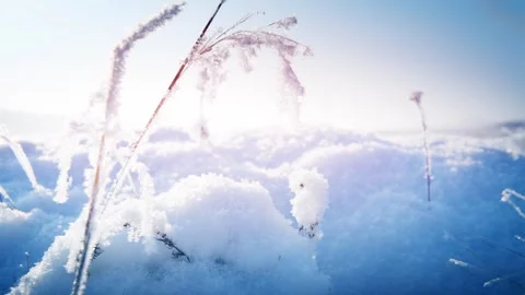 Frost-covered plants in winter forest at foggy sunrise. Stock Footage 255637021