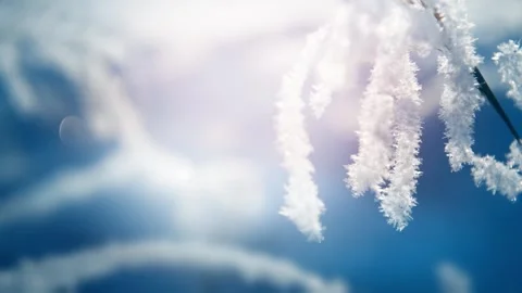 Frost-covered plants in winter forest at foggy sunrise. Stock Footage 255637032