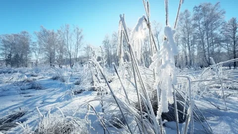 Frost-covered plants in winter forest at sunny day. Stock Footage 298178144