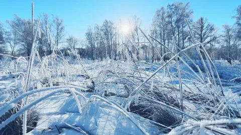 Frost-covered plants in winter forest at sunny day. Stock-Footage 298178676