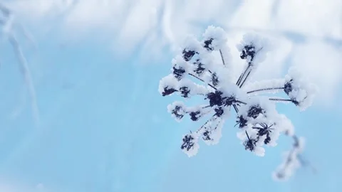 Frost-covered plants in winter forest in the snow. Stock Footage 298178893