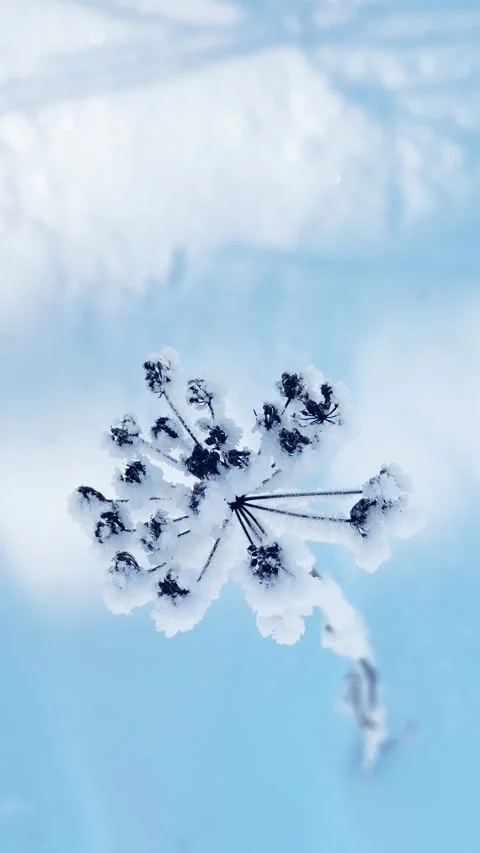 Frost-covered plants in winter forest in the snow. Stock Footage 298178983