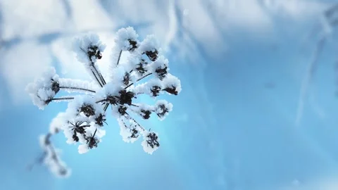 Frost-covered plants in winter forest in the snow. Stock Footage 298179118