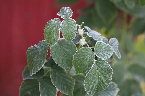 Frost-covered raspberry branch with berries and leaves Stock Photos