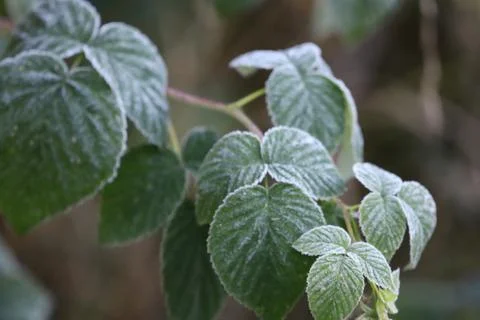 Frost-covered raspberry branch with leaves close-up Stock Photos