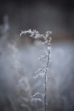 Frost-Covered Single Stem Stands Isolated in Muted Winter Field Stock Photos