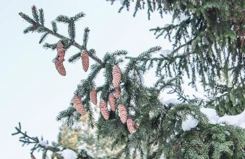 Frost covered the spruce branch with pine cones and the blue sky Stock-Fotos
