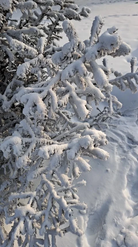 Frost-covered spruce branches, severe frost Stock Footage 327461505