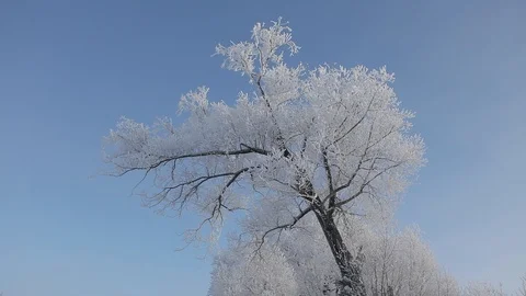 A frost-covered tree against a clear sky Video stock 100946604