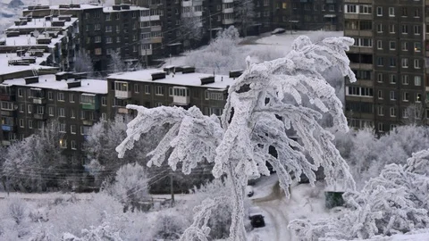 Frost-covered tree on the background of houses. Stock Footage 120418388