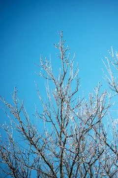 Frost covered tree branches against clear blue winter sky Stock Photos