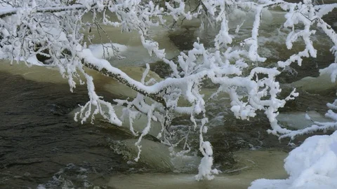 Frost-covered tree branches on the background of the river. Stock Footage 119390891