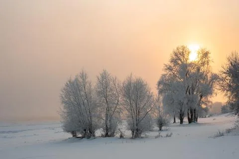 Frost-covered tree branches on the river bank in severe frost Stock Photos