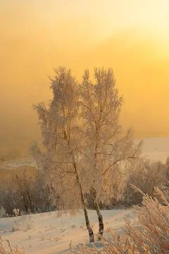 Frost-covered tree branches on the river bank in severe frost Stock Photos