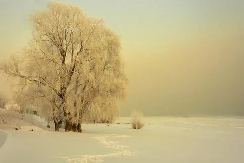 Frost-covered tree branches on the river bank in severe frost Stock Photos