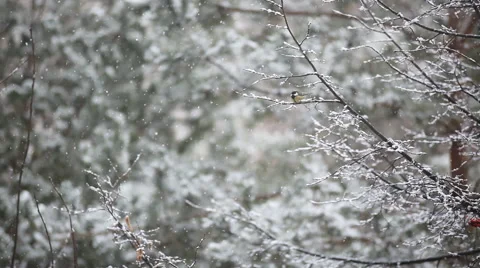 Frost covered tree branches in winter.The snow is falling Stock Footage 57776164