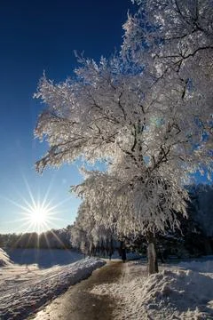 Frost-covered tree branches in a winter landscape illuminated by the low-lyin Stock Photos