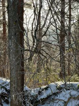 Frost-covered tree branches in a winter forest illuminated by soft sunlight.. Foto stock