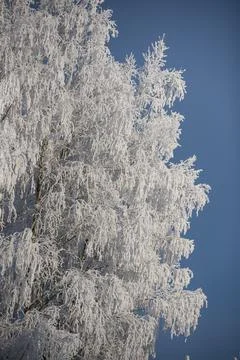 A frost-covered tree covered in delicate hoarfrost. Stock Photos