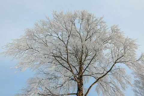 Frost-covered tree with delicate branches and white foliage against a clear.. Stockfoto's