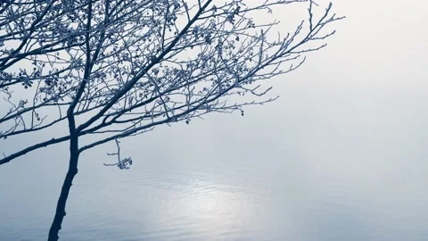 Frost-covered tree on the shore of lake in winter sunrise. Stock Footage 220462379