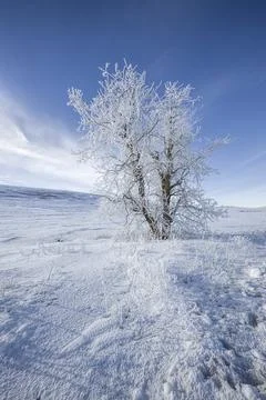 Frost covered tree in snow covered field. Stock Photos
