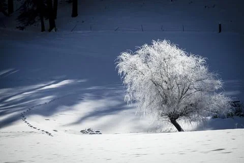 Frost covered tree in snowy field. Stock Photos