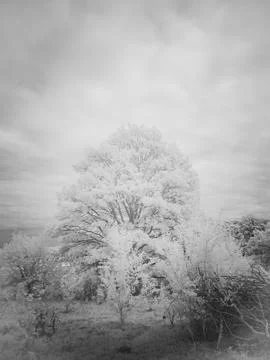 Frost-covered tree stands alone in a field under cloudy sky Stock Photos