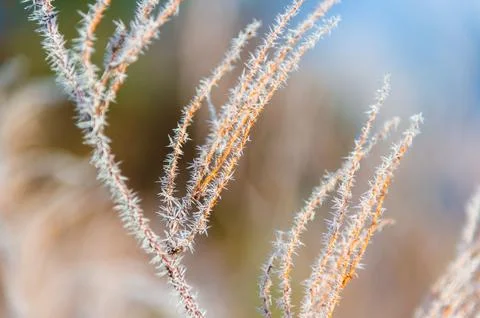 Frost covered tree twig Stock Photos
