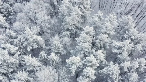 Frost covered the trees after clear winter nights. Aerial view of winter forest Stock Footage 144761409