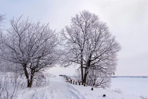 Frost-covered trees against a background of low clouds and fog Stock Photos