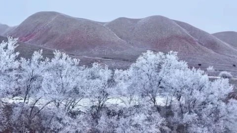 Frost Covered Trees and Rolling Hills with Grazing Cows Western Sichuan China Stock Footage 346423659