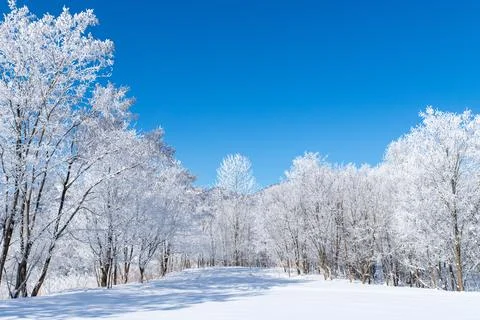 Frost covered trees in Furano in winter, Hokkaido. Stock Photos