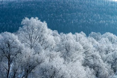 Frost covered trees in Furano in winter, Hokkaido. Stock Photos