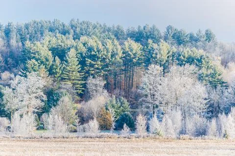 Frost covered trees Stock Photos
