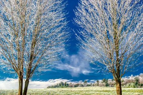 Frost covered trees Stock Photos