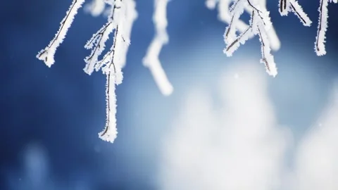 Frost-covered trees in winter forest at sunrise. Stock Footage 253810457