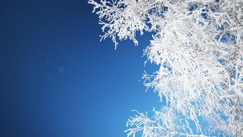 Frost-covered trees in winter forest against the blue sky. Video stock 253810460