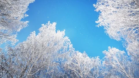 Frost-covered trees in winter forest against the blue sky. Video stock 253810535