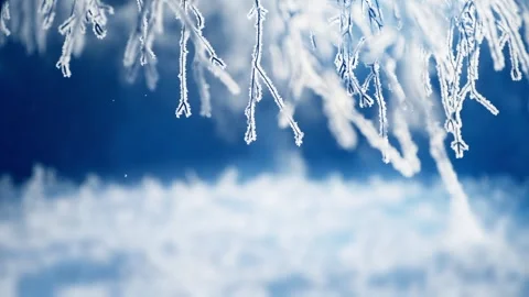 Frost-covered trees in winter forest at sunrise. Stock Footage 255637063