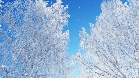 Frost-covered trees in winter forest against the blue sky. Stock Footage 255637097