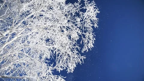 Frost-covered trees in winter forest against the blue sky. Stock Footage 255637138