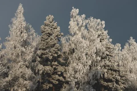 Frost Covered Trees in Winter Forest Under Clear Sky Stock Photos
